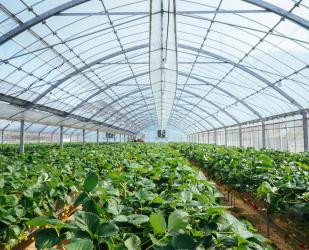 Suppression des fiches sur la déshumidification des serres chauffées