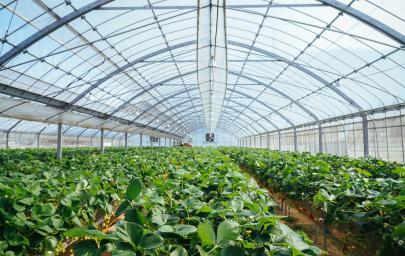 Suppression des fiches sur la déshumidification des serres chauffées